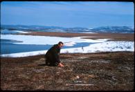 Photo of J. Lewis Giddings kneeling down to inspect tundra, with the Alaskan landscape behind him. 